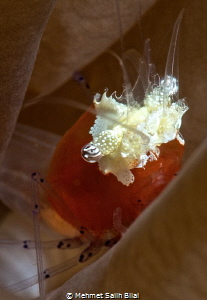 Popcorn. by Mehmet Salih Bilal 